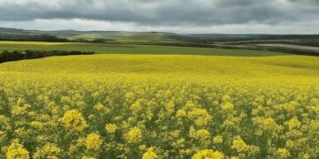 Camelina: el cultivo sostenible que revoluciona la agricultura y la alimentación saludable