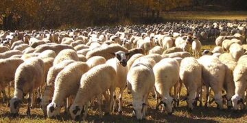 Rebaja histórica del IRPF para el campo: menos impuestos para agricultores y ganaderos en 2024