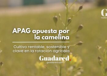 La camelina, cultivo rentable y sostenible para la rotación en explotaciones agrícolas