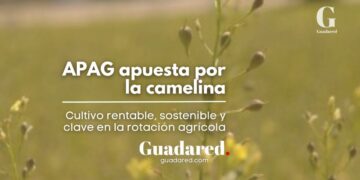 La camelina, cultivo rentable y sostenible para la rotación en explotaciones agrícolas