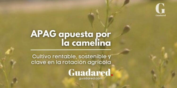 La camelina, cultivo rentable y sostenible para la rotación en explotaciones agrícolas
