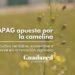 La camelina, cultivo rentable y sostenible para la rotación en explotaciones agrícolas