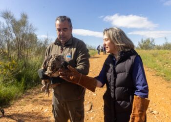 Reintroducción de un búho real en Usanos: éxito del Centro de Recuperación de Fauna Silvestre de Guadalajara