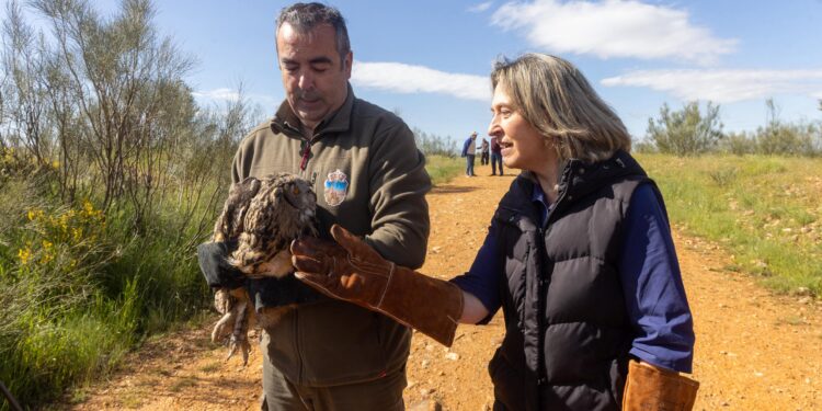 Reintroducción de un búho real en Usanos: éxito del Centro de Recuperación de Fauna Silvestre de Guadalajara