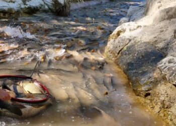 Emergencia ambiental en Sacedón: miles de carpas atrapadas tras cierre del canal Entrepeñas-Buendía