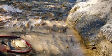 Emergencia ambiental en Sacedón: miles de carpas atrapadas tras cierre del canal Entrepeñas-Buendía