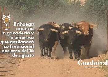 Brihuega anuncia la ganadería y la empresa que gestionará su tradicional encierro del 16 de agosto