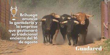 Brihuega anuncia la ganadería y la empresa que gestionará su tradicional encierro del 16 de agosto