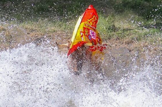 Galería de Fotos Vacas al Henares 2025