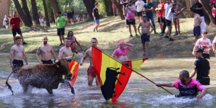 Galería de Fotos Vacas al Henares 2025