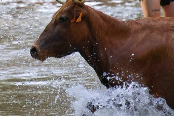 Galería de Fotos Vacas al Henares 2025