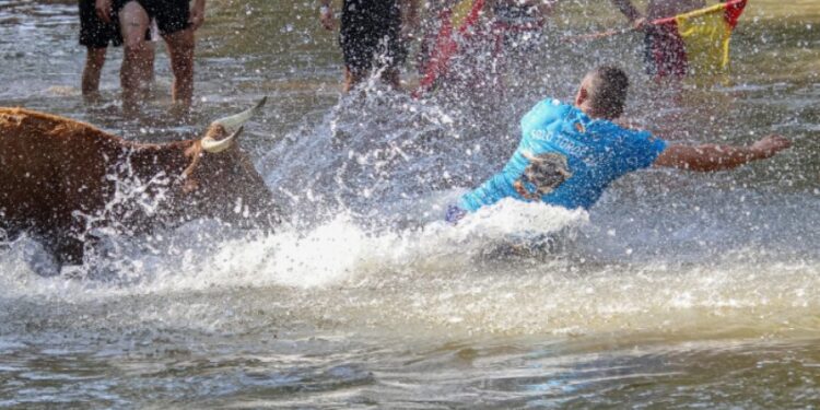 Galería de Fotos Vacas al Henares 2025