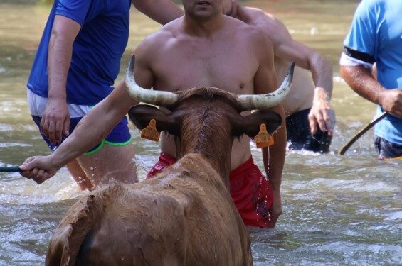 Espinosa de Henares celebra “Vacas al Henares 2025”: Fotos y momentos captados por A. Castellot