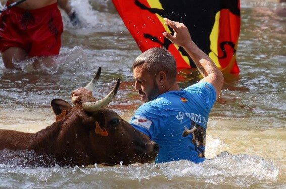 Galería de Fotos Vacas al Henares 2025