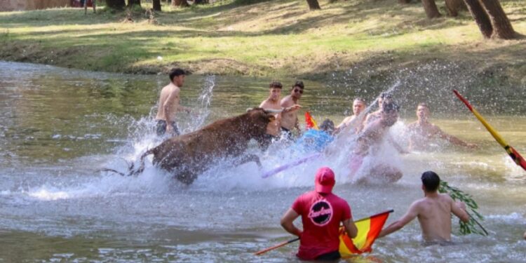 Espinosa de Henares celebra “Vacas al Henares 2025”: Fotos y momentos captados por A. Castellot