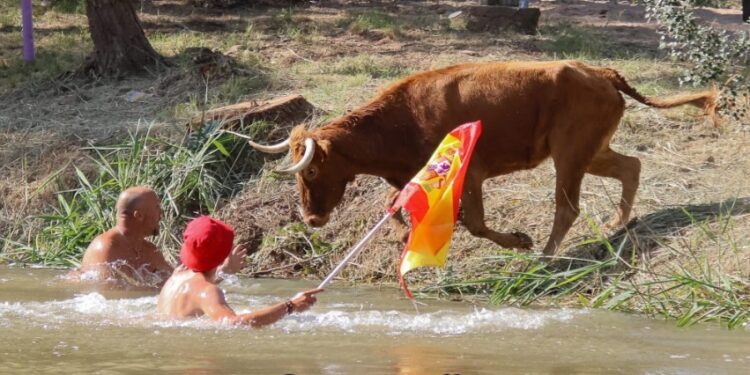 Galería de Fotos Vacas al Henares 2025