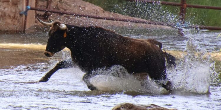 Espinosa de Henares celebra “Vacas al Henares 2025”: Fotos y momentos captados por A. Castellot