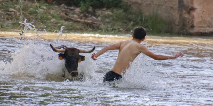 Galería de Fotos Vacas al Henares 2025