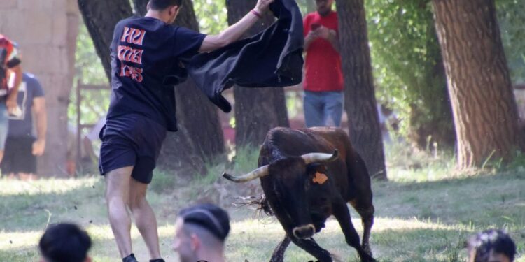 Galería de Fotos Vacas al Henares 2025