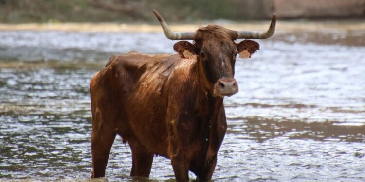 Espinosa de Henares celebra “Vacas al Henares 2025”: Fotos y momentos captados por A. Castellot