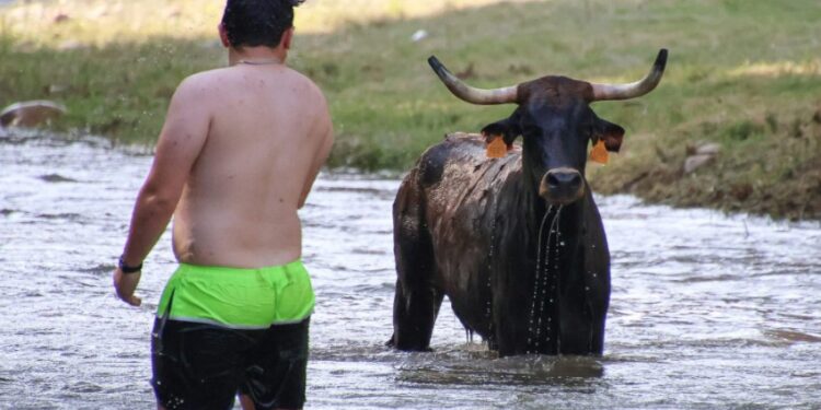 Espinosa de Henares celebra “Vacas al Henares 2025”: Fotos y momentos captados por A. Castellot