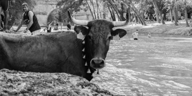 Espinosa de Henares celebra “Vacas al Henares 2025”: Fotos y momentos captados por A. Castellot