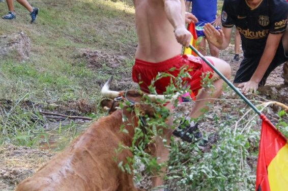 Espinosa de Henares celebra “Vacas al Henares 2025”: Fotos y momentos captados por A. Castellot