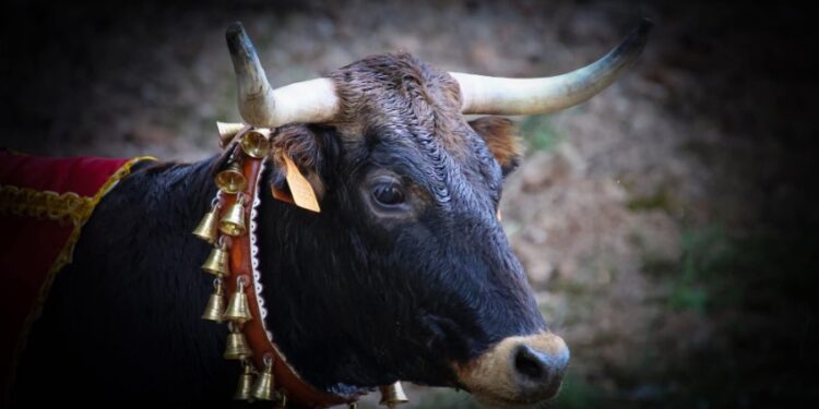 Espinosa de Henares celebra “Vacas al Henares 2025”: Fotos y momentos captados por A. Castellot