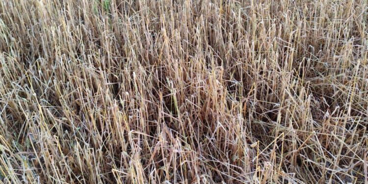 APAG exige a Agroseguro rapidez en las peritaciones por granizo ante el inicio de la cosecha de cereal en Guadalajara