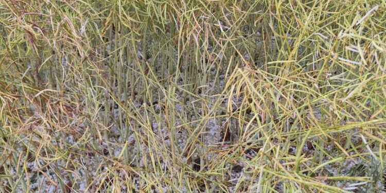 APAG exige a Agroseguro rapidez en las peritaciones por granizo ante el inicio de la cosecha de cereal en Guadalajara