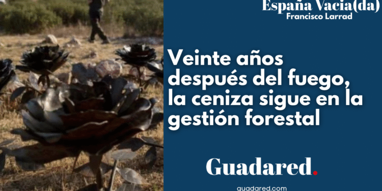 Veinte años después del fuego, la ceniza sigue en la gestión forestal