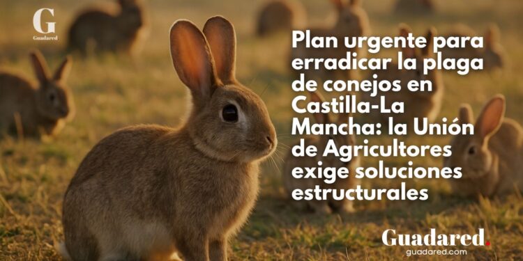 Castilla-La Mancha clama por la erradicación de la plaga de conejos: la Unión de Agricultores exige soluciones estructurales