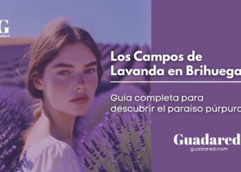 Brihuega y sus Campos de Lavanda: Todo lo que Necesitas Saber para tu Escapada