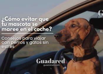 ¿Tu mascota se marea en el coche? Así puedes ayudarla a disfrutar de los viajes este verano