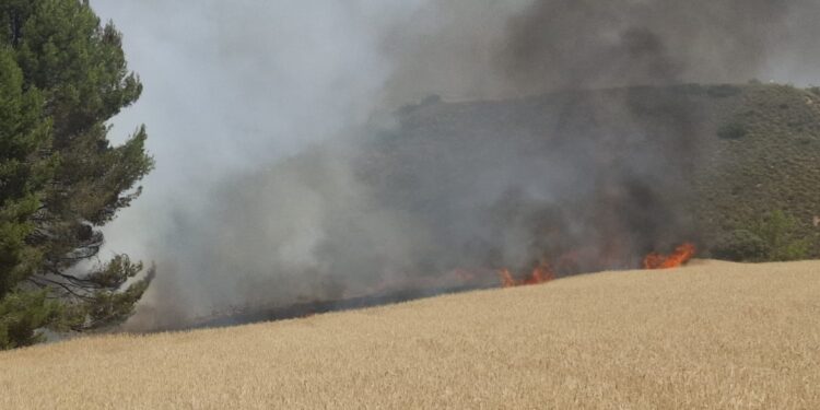 Incendio de vegetación en el poligono casasola