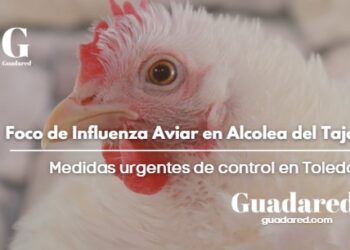 Confirmado un foco de Influenza Aviar en Alcolea del Tajo: la Junta activa medidas de control en Toledo
