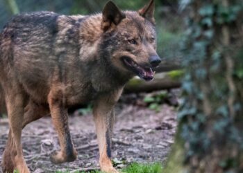 La expansión del lobo ibérico en Guadalajara: cuatro manadas consolidan su presencia en Castilla-La Mancha