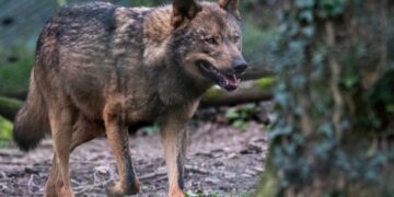 La expansión del lobo ibérico en Guadalajara: cuatro manadas consolidan su presencia en Castilla-La Mancha
