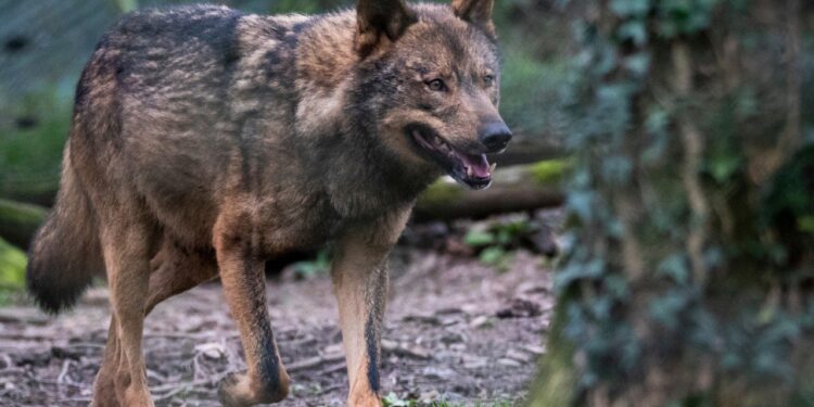 La expansión del lobo ibérico en Guadalajara: cuatro manadas consolidan su presencia en Castilla-La Mancha