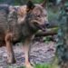 La expansión del lobo ibérico en Guadalajara: cuatro manadas consolidan su presencia en Castilla-La Mancha