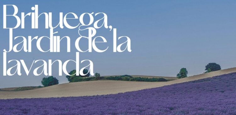 Festival de la Lavanda 2025 en Brihuega: Conciertos, floración y visita a los campos de lavanda
