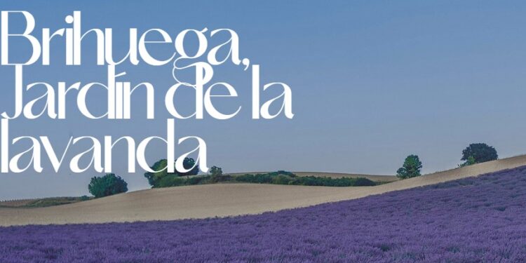 Festival de la Lavanda 2025 en Brihuega: Conciertos, floración y visita a los campos de lavanda