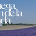 Festival de la Lavanda 2025 en Brihuega: Conciertos, floración y visita a los campos de lavanda