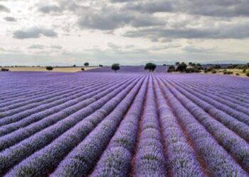 Foro “Cultura en Flor” en Brihuega: Turismo de Floración y Desarrollo Rural Sostenible en Guadalajara