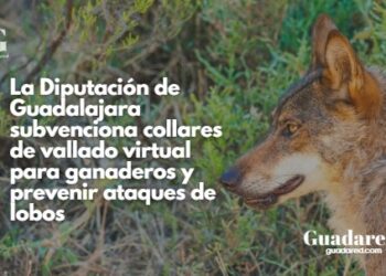 La Diputación de Guadalajara subvenciona collares de vallado virtual para ganaderos y prevenir ataques de lobos