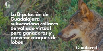 La Diputación de Guadalajara subvenciona collares de vallado virtual para ganaderos y prevenir ataques de lobos