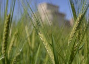 Los pagos de la PAC superan los 5.090 millones de euros con un 89,89% en ayudas directas