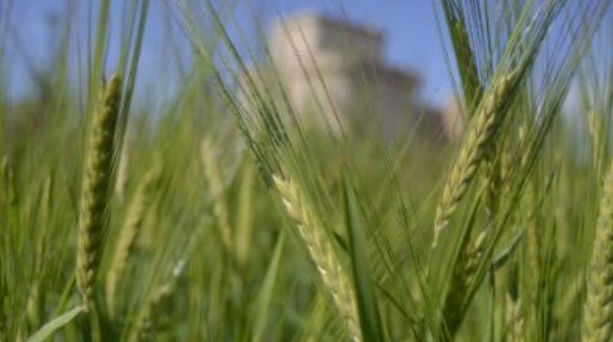 Los pagos de la PAC superan los 5.090 millones de euros con un 89,89% en ayudas directas