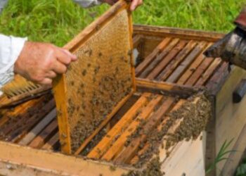 El Ministerio de Agricultura facilita el acceso a las ayudas a la investigación en apicultura con una normativa más flexible