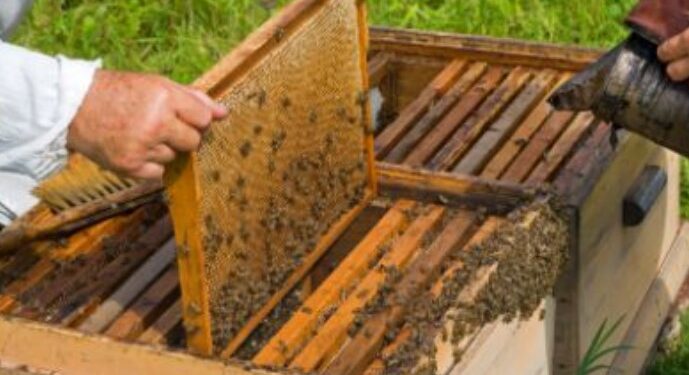 El Ministerio de Agricultura facilita el acceso a las ayudas a la investigación en apicultura con una normativa más flexible